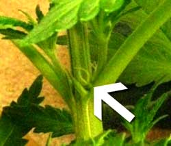 Female pistil (preflowers) can appear when the plant is still in the vegetative stage. This is most common when plants are mature, or when starting with clones from a mature plant.