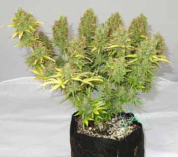 Green side of this Blue Mazar cannabis plant