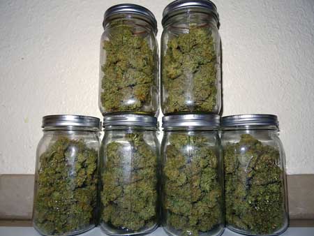 Example of cannabis buds curing in glass mason jars - perfect for long term storage!