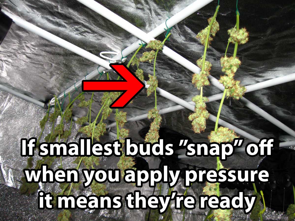 https://www.growweedeasy.com/wp-content/uploads/2013/05/if-buds-snap-off-cannabis-finished-drying.jpg