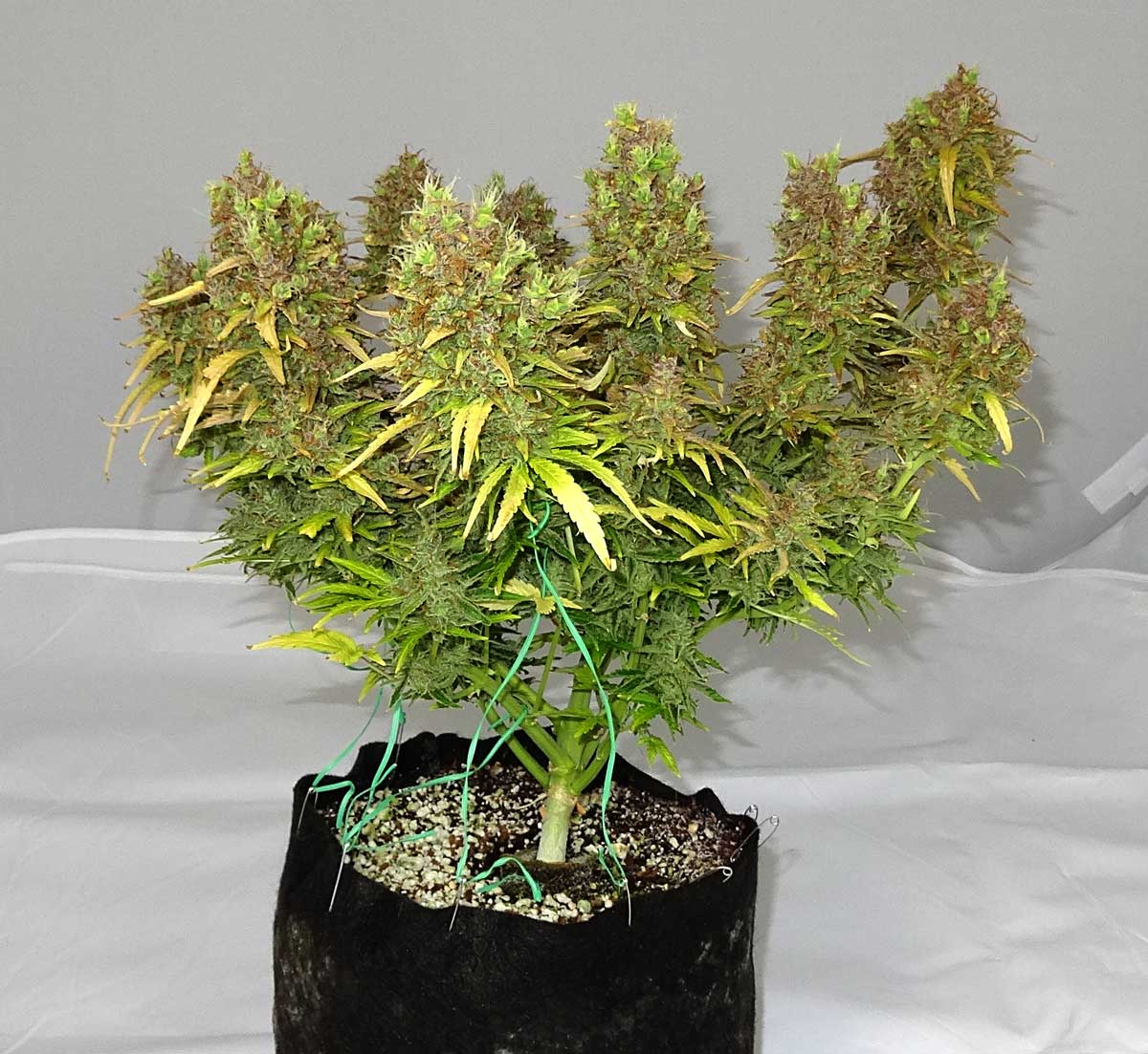 How to Grow Weed with Organic Super Soil Grow Weed Easy
