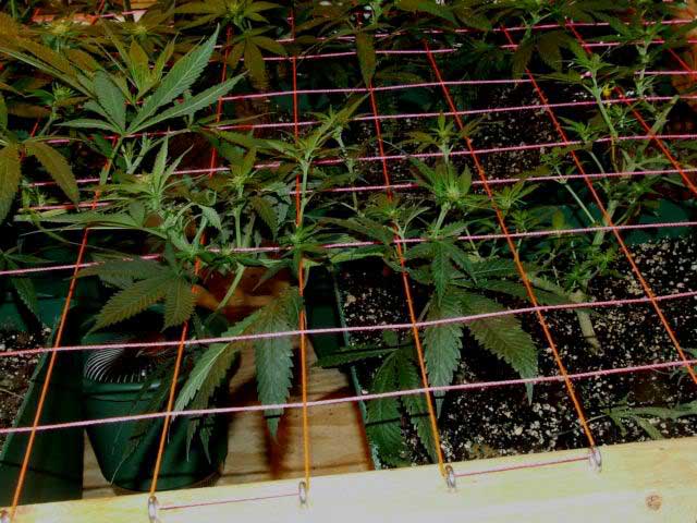 screen of green
