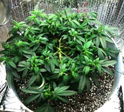 With LST, in the beginning, you want to create a "star" shape with your plant by pulling all the branches down and away from the center