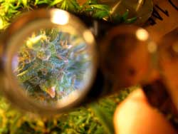 Take a picture of your plants through a Jeweler's Loupe or other magnifier