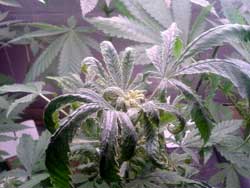 Weed plant stopped growing, top is curling / wilting