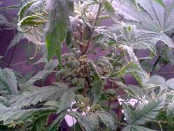 Sick marijuana plant just halted growth, what do I do?