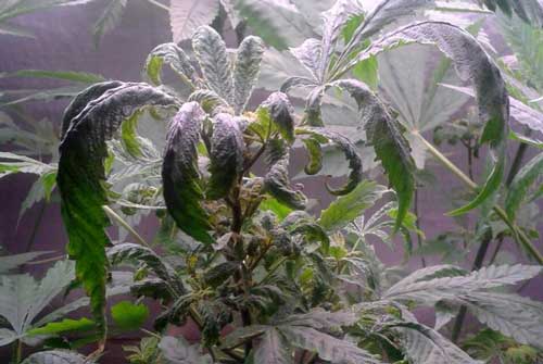 Marijuana growing problem - drooping, curling, wilting, stopped growing