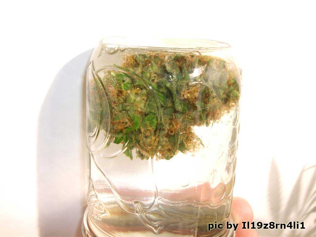 выращивание марихуаны в гидрогеле