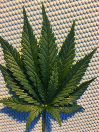 Cannabis leaf with 13 "fingers" or points