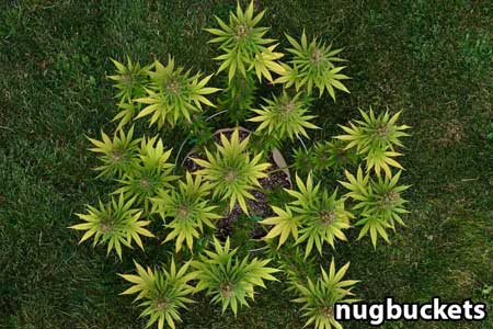 16 Headed Ace of Space cannabis plant - by Nugbuckets