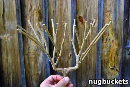 Manifold ("hub") from marijuana plant that was main-lined for 16 colas - Nugbuckets