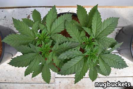 This plant currently has 4 main colas - Nugbuckets main-lining tutorial