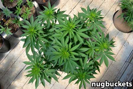 Main-lined marijuana plant with 8 main colas - Nugbuckets tutorial