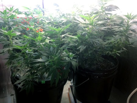 This is a picture of SpliffyYoga's gorgeous vegetating marijuana plants