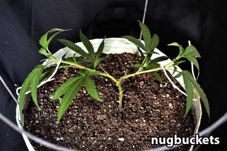 This main-lined marijuana plant is growing fast, and ready to be topped / pruned again - Nugbuckets
