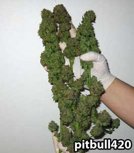 A BlackJack marijuana harvest
