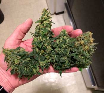Example of big dense marijuana nugs in hand - make sure you're harvesting your own buds on a regular basis by setting up a Perpetual Harvest!