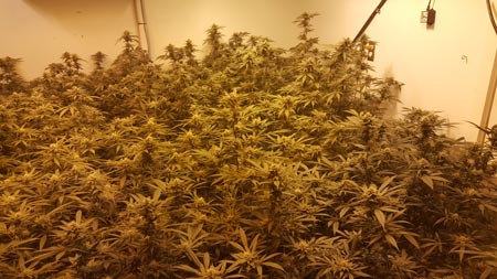 Example of a commercial cannabis grow room in the flowering stage