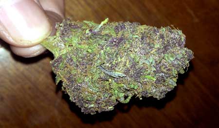 A dense marijuana nug with bits of purple - Use a perpetual harvest to ensure you never run out of weed!