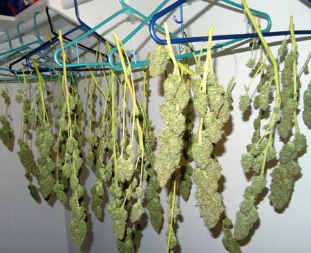 Example of a cannabis harvest drying on clothes hangers in the closet