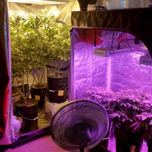 This amazing picture by marijuana grower Manzfoo shows a Perpetual Harvest in action - one grow tent has vegetative plants, while the other has flowering plants.