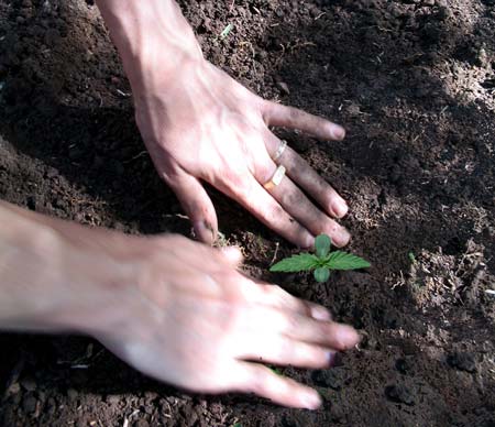 Example of growing cannabis seedlings in good soil