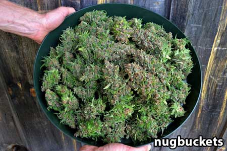 Nugbuckets shows off his main-lining harvest bowl!