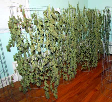 Example of many thick and long cannabis colas drying on mesh racks - what a great harvest!