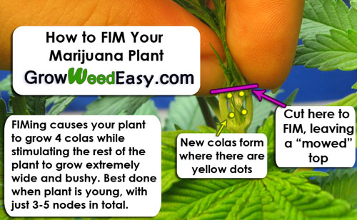 How to FIM your plants!