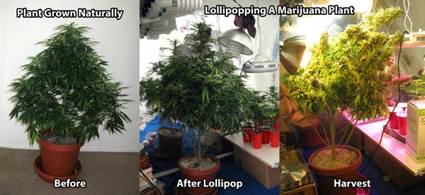 Example of lollipopping a marijuana plant so you can see the difference between this and main-lining