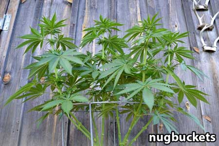 Underskirt view of main-lining cannabis - Nugbuckets