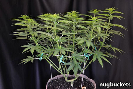 Main-lining allows you to grow flat indoor plants, to take the best advantage of your indoor grow lights