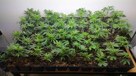 Example of many young, vegetative cannabis plants about to be used as part of a Perpetual Harvest