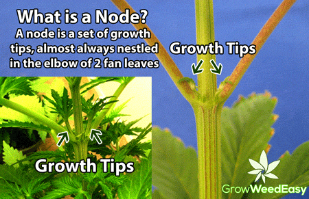 What is a "node" on a marijuana plant? It's a set of growth tips, almost always nestled in the elbow of 2 fan leaves
