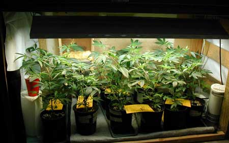 Example of marijuana seedlings and clones in this grower's vegetative chamber