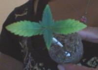 Here's one of the marijuana seedlings showing the symptoms