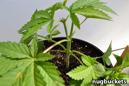 Marijuana seedling has been prepped for 4 mains - Main-lining tutorial by Nugbuckets
