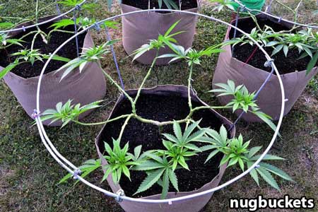 Main-lined marijuana plant pruned for 16 colas - Nugbuckets
