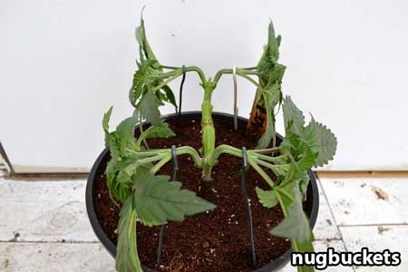 Marijuana seedling pruned for 8 and bonded to pot - Nugbuckets