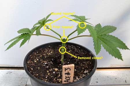 Question about Nugbuckets seed main-lining tutorial