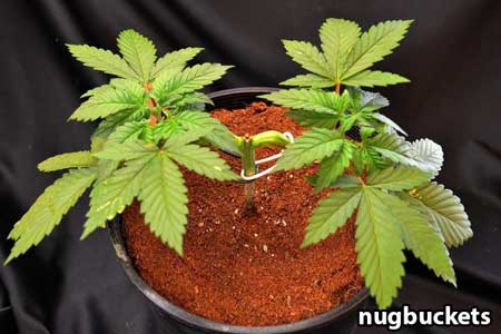 That seedling from the top / side - Nugbuckets main-lining tutorial