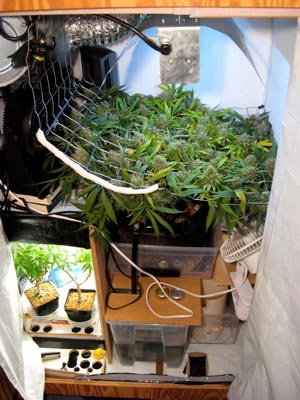 Example of a Perpetual Harvest marijuana growing setup in a small space