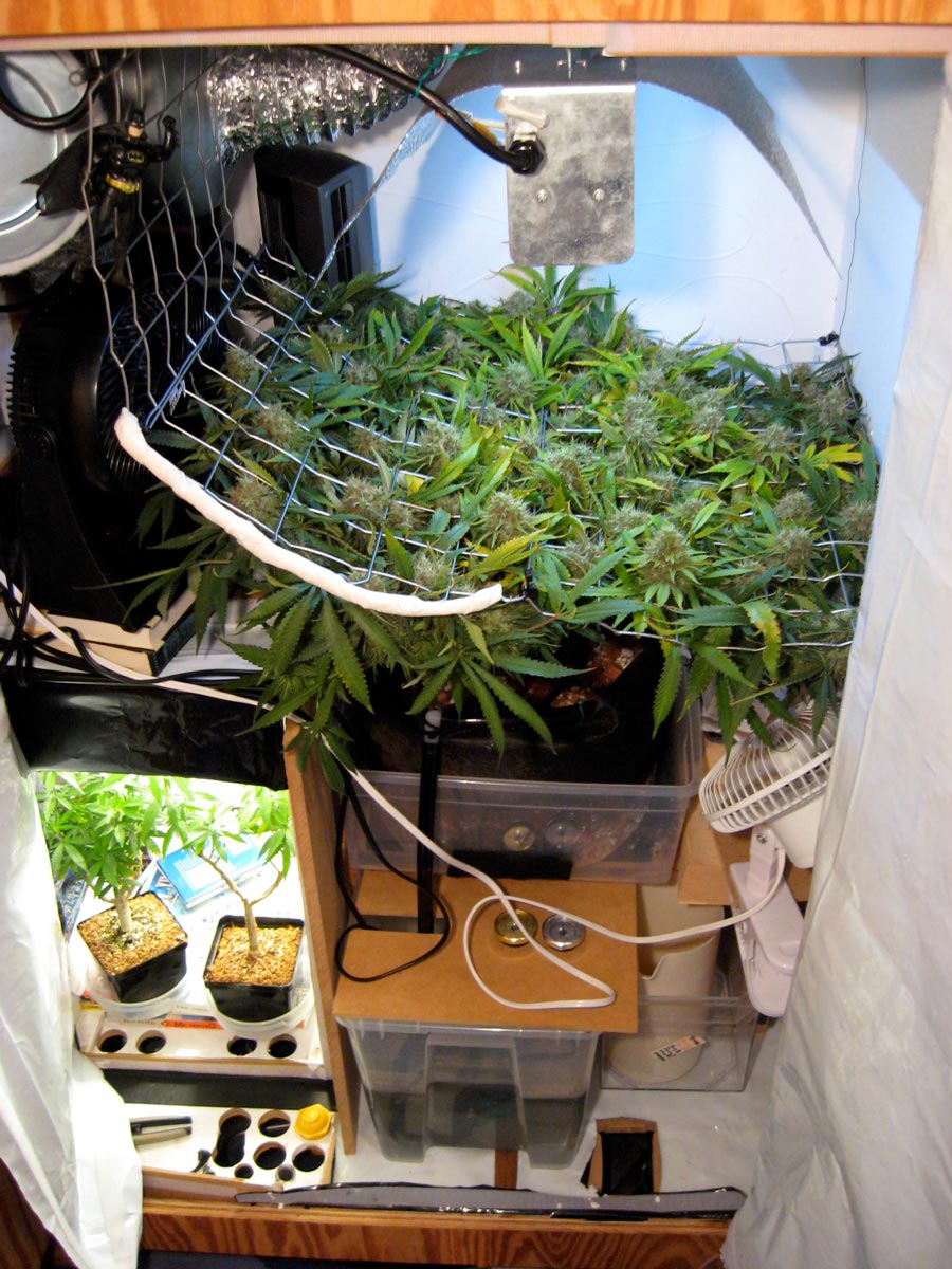 The Perpetual Harvest How to Grow  Unlimited Weed 