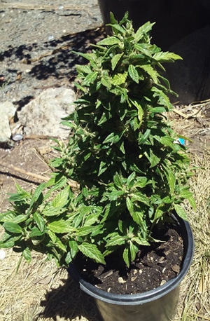 A cannabis plant whose leaves only grow a single leaflet/lobe