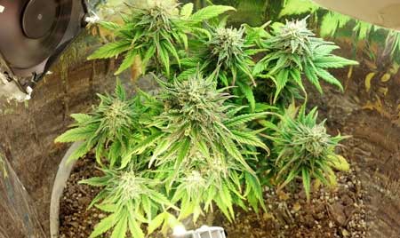 Space bucket cannabis grow