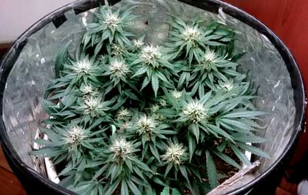 See marijuana plants in a space bucket - click for close up!