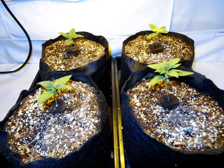 Example of happy and healthy cannabis auto-flowering seedlings