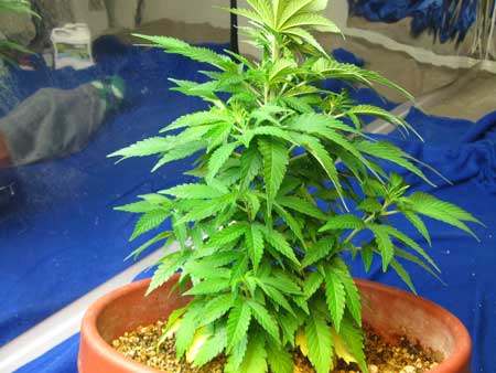 This older marijuana plant can still be main-lined - you'll just lose the time it spent making the extra growth you're cutting off