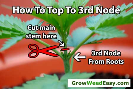 How to top a marijuana plant down to the 3rd node - Main-Lining Step 2