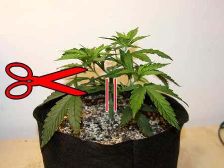 Another example of topped plant, showing where to cut so you remove all growth below the 3rd node